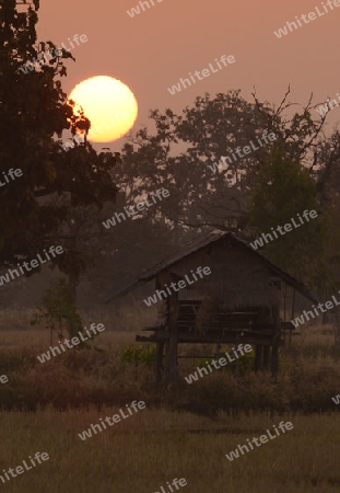 Die Landwirtschaft mit Reisfeldern im Winter bei Amnat Charoen im Isan im osten von Thailand,