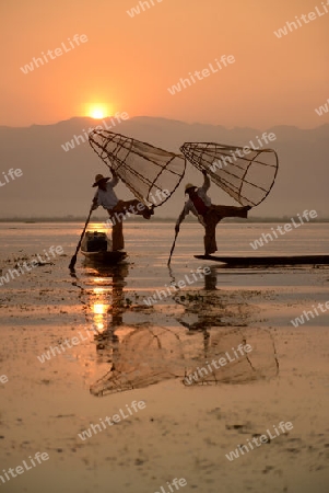 Fishermen at sunrise in the Landscape on the Inle Lake in the Shan State in the east of Myanmar in Southeastasia.