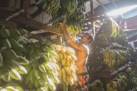 a big Banana Shop in a Market near the City of Yangon in Myanmar in Southeastasia.