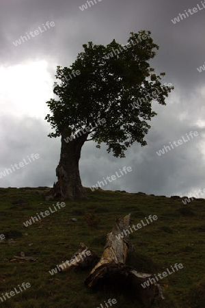 Alter Baum mit Leben