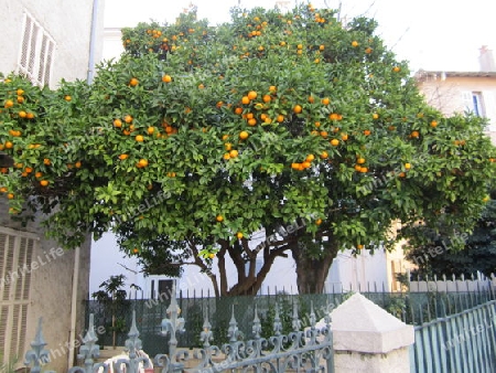 Orangenbaum im Januar