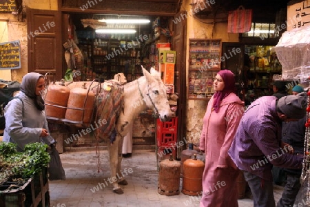 a smal Marketroad in the Medina of old City in the historical Town of Fes in Morocco in north Africa.