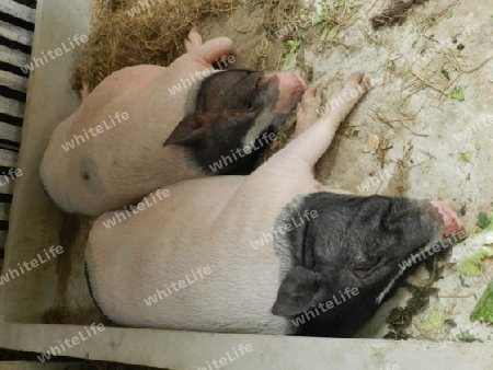 schlafende Schweine