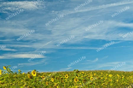 Sonnenblumen im Feld