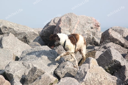 Hund auf Steinen 