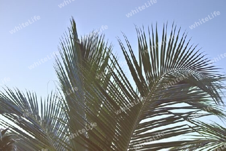 Beautiful palm trees at the beach on the tropical paradise islands Seychelles