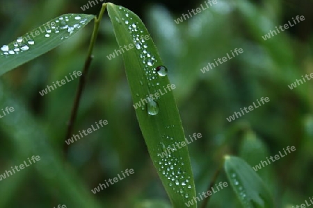 Perlen der Natur I