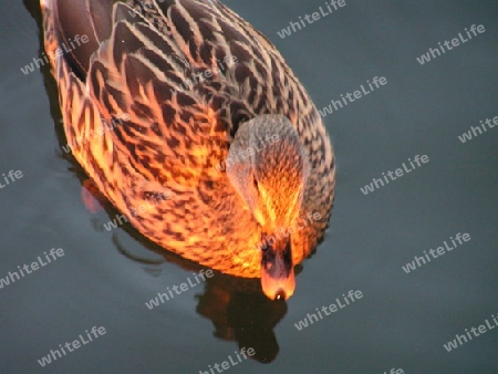 Stockente bei Sonnenuntergang