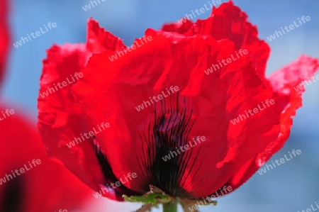 Mohnbl?te Papaver orientalis