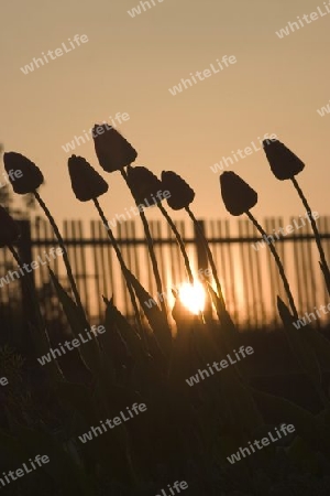 Tulps in der Sonnenuntergang