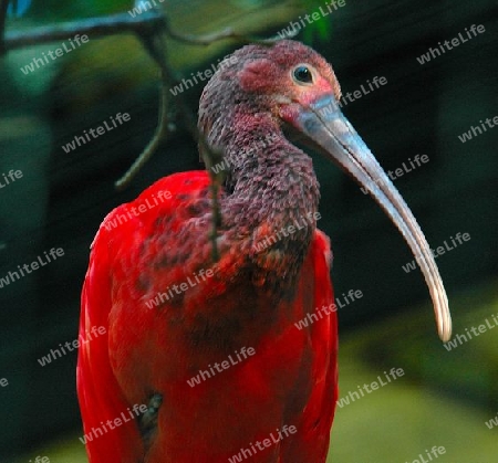 Vogel (Roter Sichler)