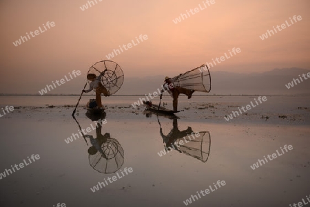 Fishermen at sunrise in the Landscape on the Inle Lake in the Shan State in the east of Myanmar in Southeastasia.