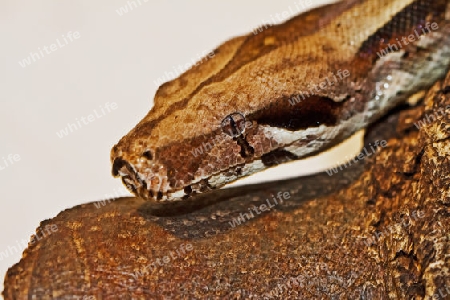 Boa Constrictor