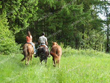 Reiter am Waldrand