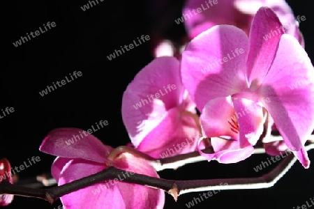 Orchidee