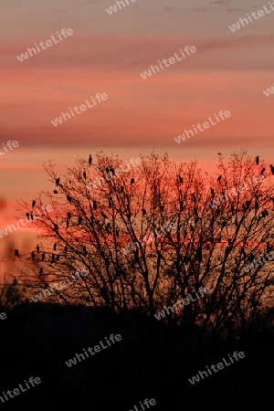 Komorane im Abendlicht