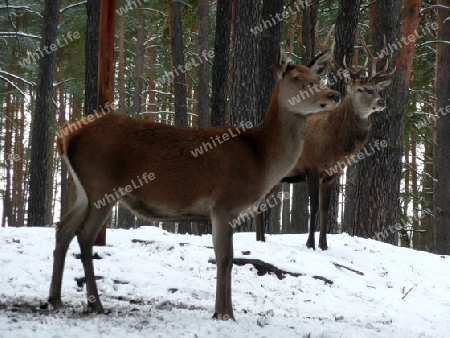 Rehe