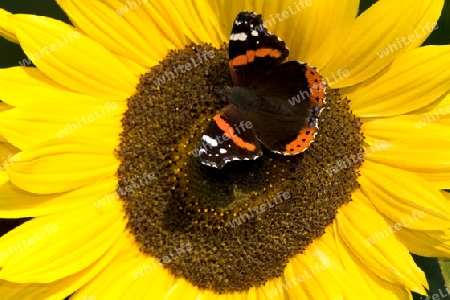 Admiral ( vanessa atalanta)