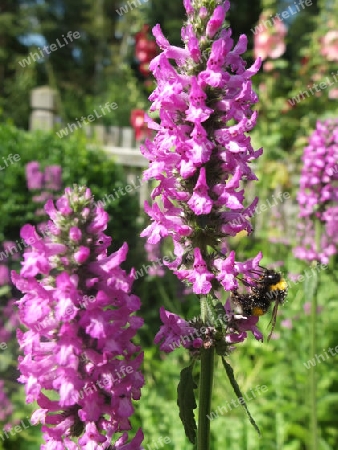 Hummel auf Blume