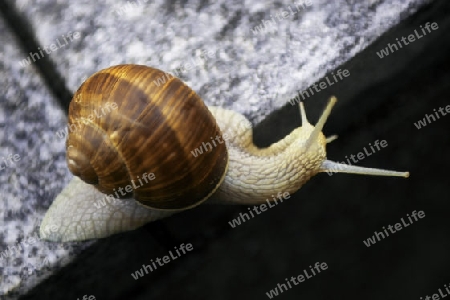 Weinbergschnecke