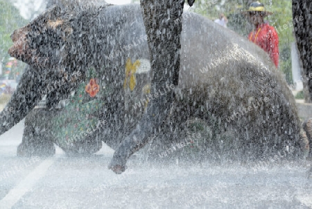 Das Songkran Fest oder Wasserfest zum Thailaendischen Neujahr ist im vollem Gange in Ayutthaya noerdlich von Bangkok in Thailand in Suedostasien.  