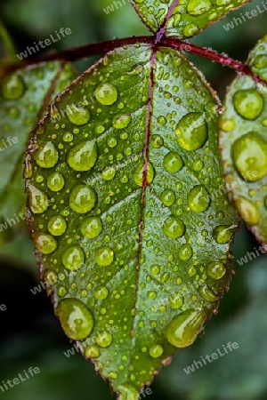 Wassertropfen