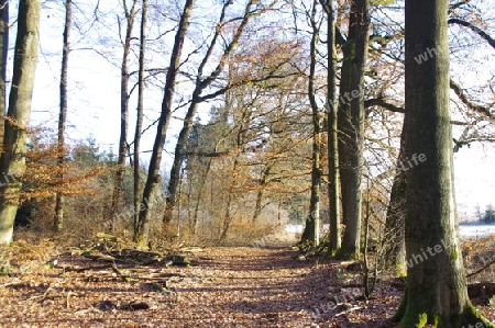 Waldweg 