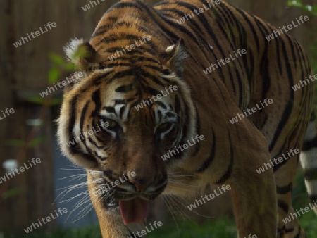 schleichender Tiger