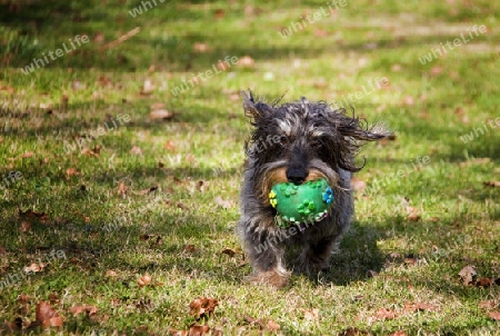 Dackel mit Ball