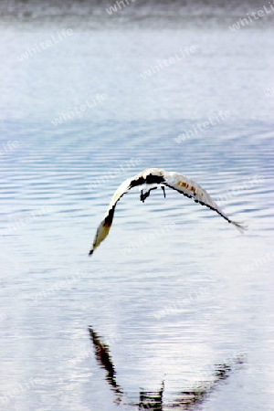 Sacred Ibis, Threskiornis Aethiopica