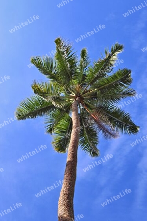 Beautiful palm trees at the beach on the tropical paradise islands Seychelles