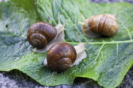 Weinbergschnecken