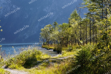 Am Ufer des  Koenigssee bei St. Bartholomae, Nationalpark Berchtesgaden, Germany