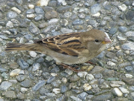 Spatz am Boden