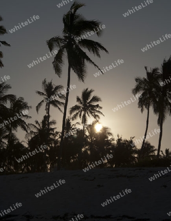 Strand von Diani Reef (Kenia)