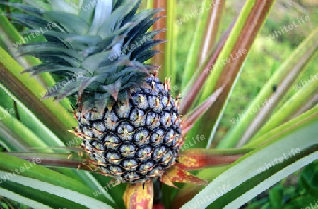 Eine Ananas auf einer Ananas Plantage auf der Insel Praslin auf den Seychellen im Indischen Ozean.