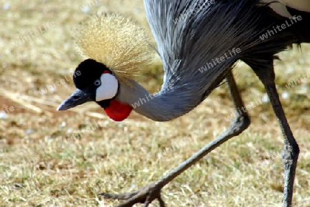 Grey Crowned Crane, Balearica Regulorum