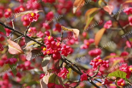 Baumfrucht im Herbst