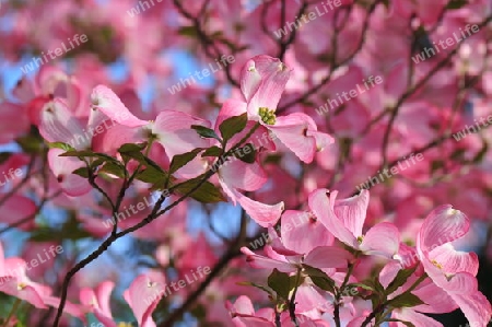 Hartriegel (Cornus florida)