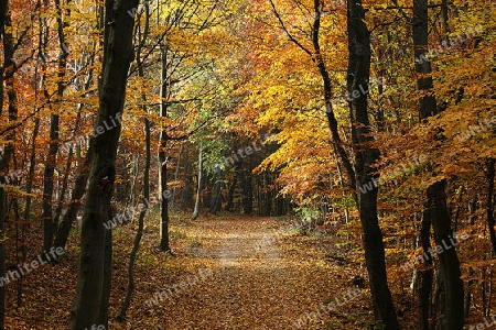 herbstlicher Wald