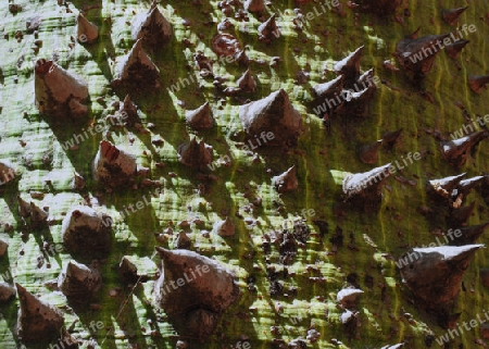 Florettseidenbaum, Stamm - Chorisia speciosa