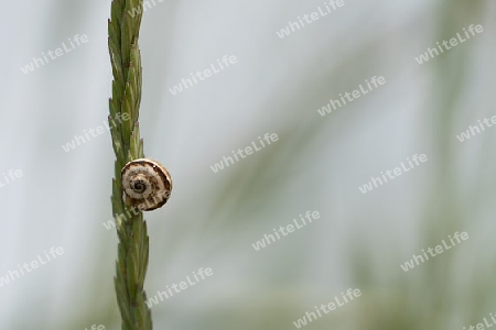 H?uschenschnecke