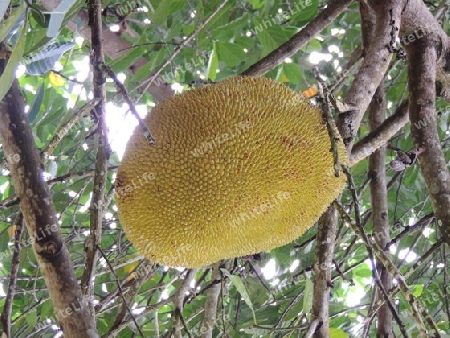 Jackfruit  Seychellen