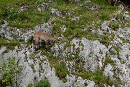 Der Alpensteinbock (Capra ibex) 