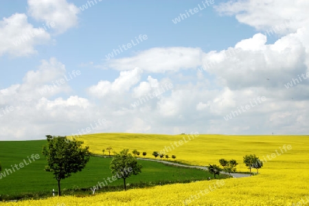 Raspfeld (Landschaft)