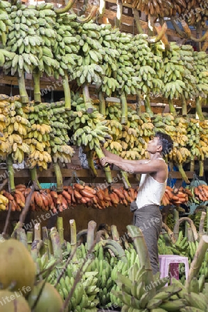 a big Banana Shop in a Market near the City of Yangon in Myanmar in Southeastasia.