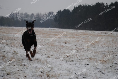 Dobermann