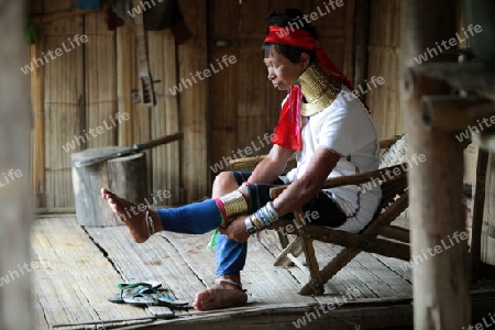 Eine Traditionell gekleidete Langhals Frau eines Paudang Stammes aus Burma lebt in einem Dorf noerdlich von Chiang Mai in Nord Thailand.