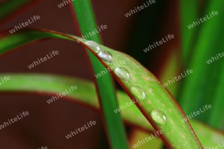 Wassertropfen