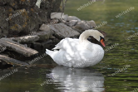 schwan im profil